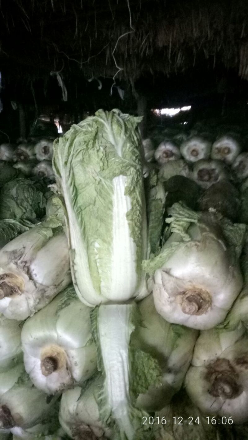 北京新三号白菜4~6斤