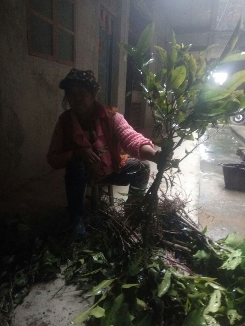 莲雾种苗黑金刚莲雾苗黑糖芭比莲雾苗大叶红莲雾苗