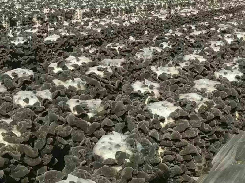 黑木耳一级