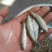 河虾冰鲜虾26~30只/kg