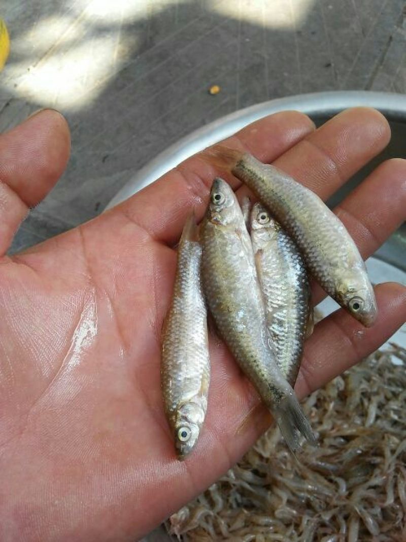 河虾冰鲜虾26~30只/kg