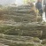 核桃树2cm以下4cm以下1.5~2米