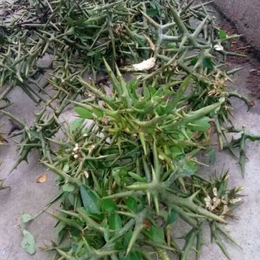 天丁湖北野生宝塔刺