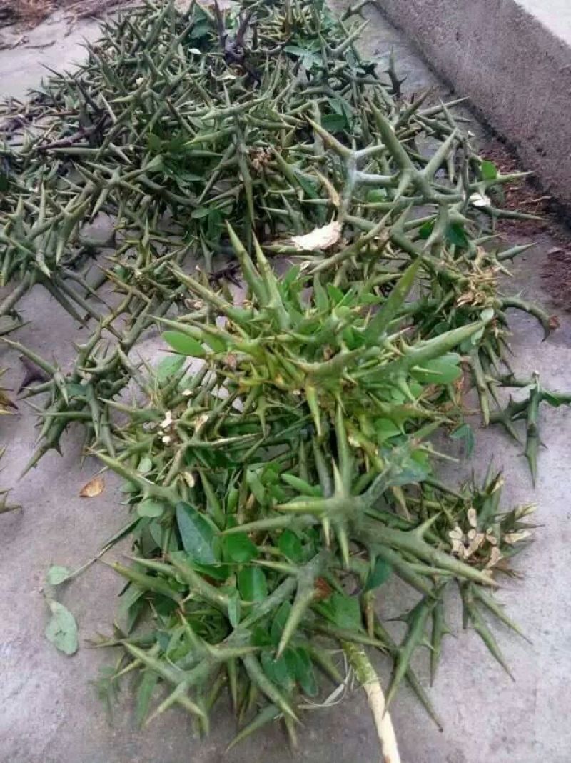 天丁湖北野生宝塔刺