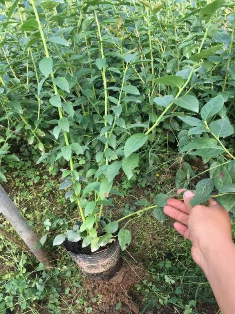 宿迁沭阳蓝莓苗30~50cm1~2年基地直供保质保量