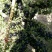 黑枸杞苗甘肃提供种植技术籽播苗包成活工程苗