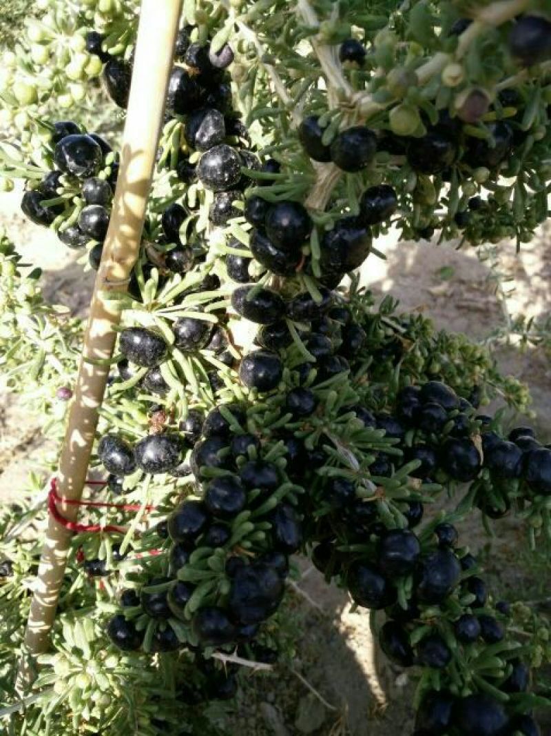 黑枸杞苗甘肃提供种植技术籽播苗包成活工程苗