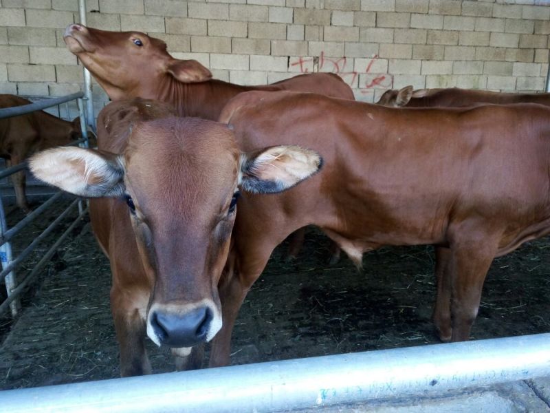 广东利木赞小牛犊黄牛西门塔尔牛犊200~300kg