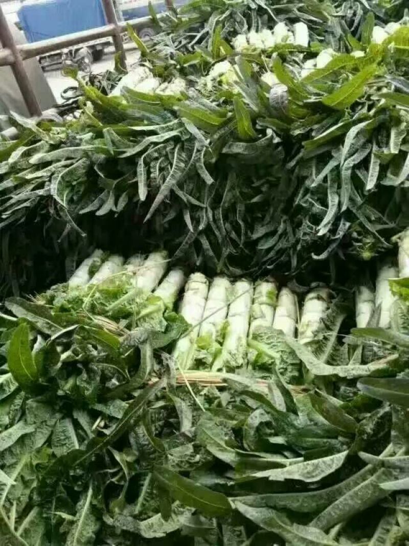 莴苣1.5~2斤40~50cm