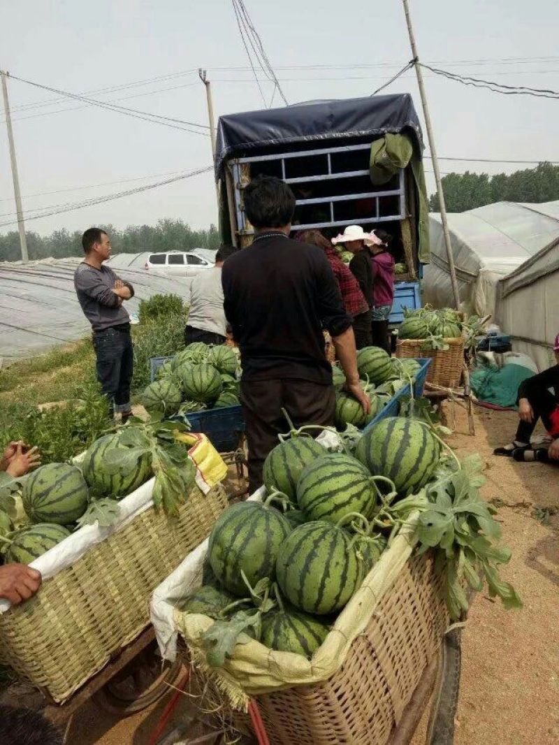 西瓜10斤打底8成熟1茬精品甜王嚷口好甜度高