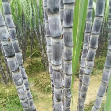 广西黑皮甘蔗/一手货源/产地直销/~免费提供便宜回程车