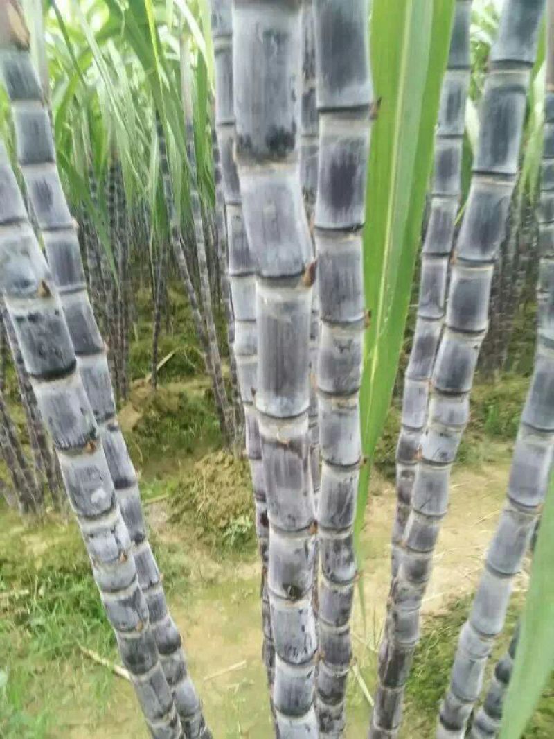 广西黑皮甘蔗/一手货源/产地直销/~免费提供便宜回程车