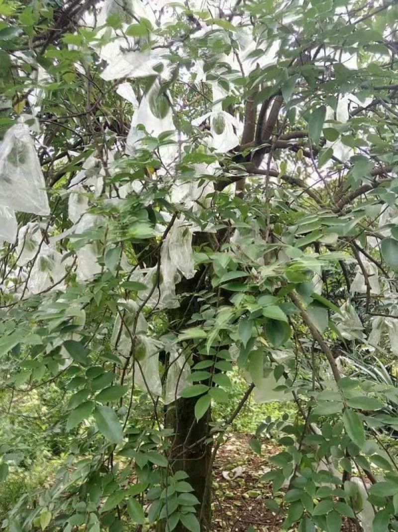 红杨桃4~5两
