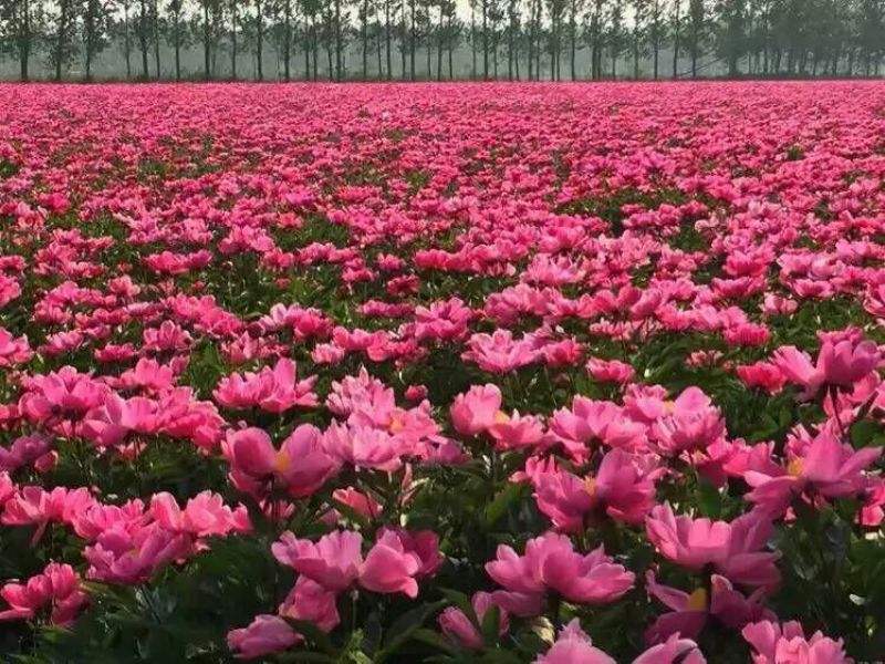 美丽芍药苗50~60cm
