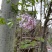 丁香