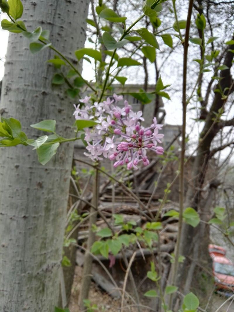 丁香