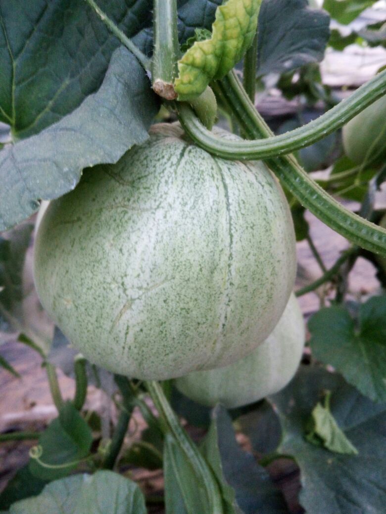 河北邢台市巨鹿县绿宝甜瓜 0.5斤以上批发_华