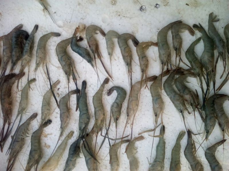 青虾食用26~30只/kg