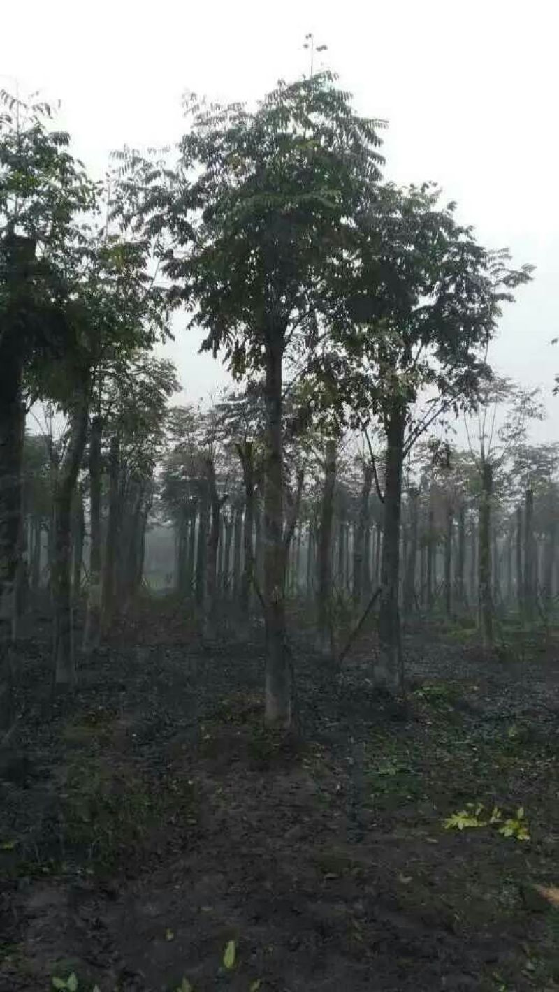 栾树