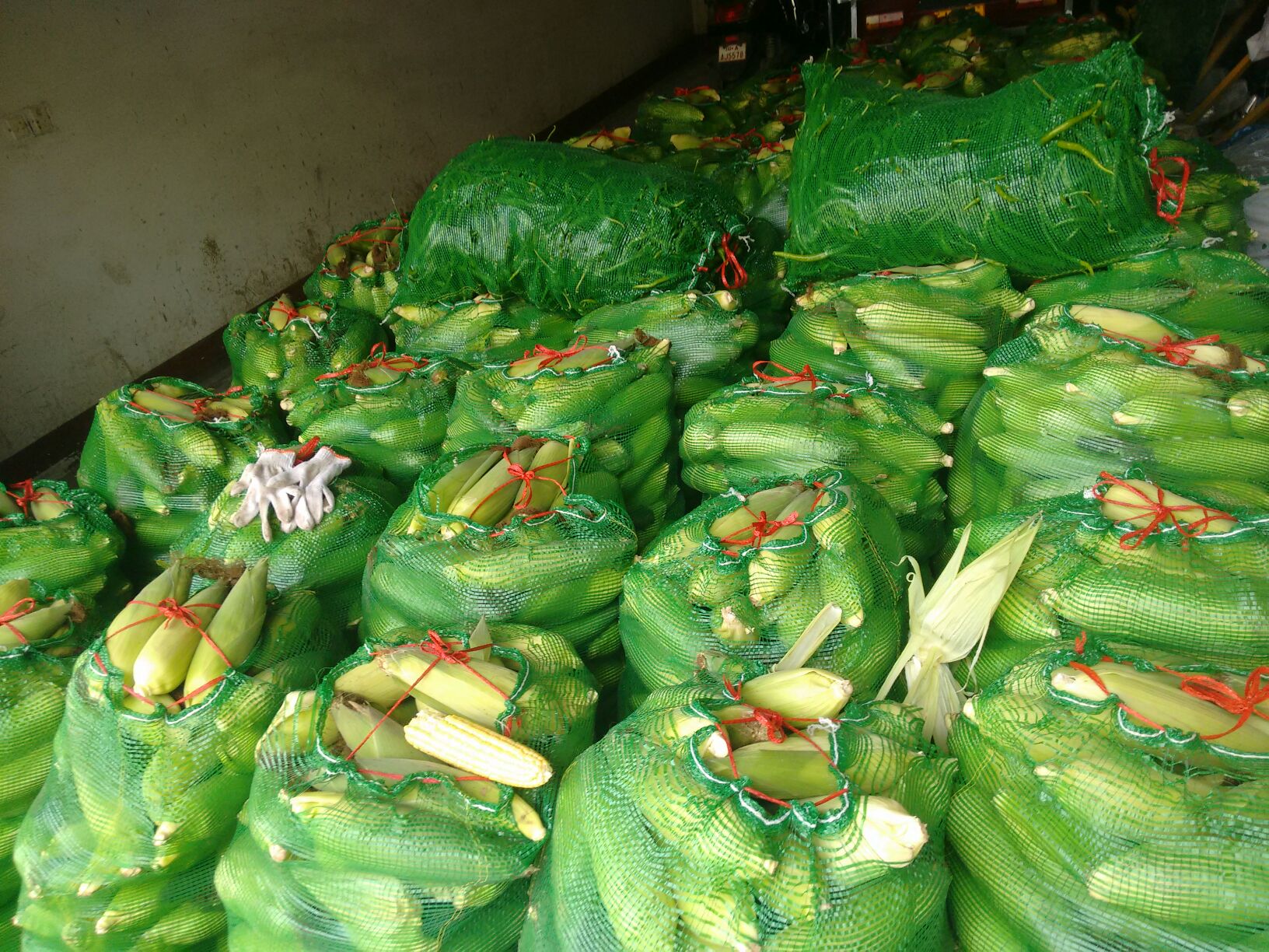 四川资阳市安岳县水果玉米批发_谢勇刚供应_