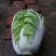 大白菜