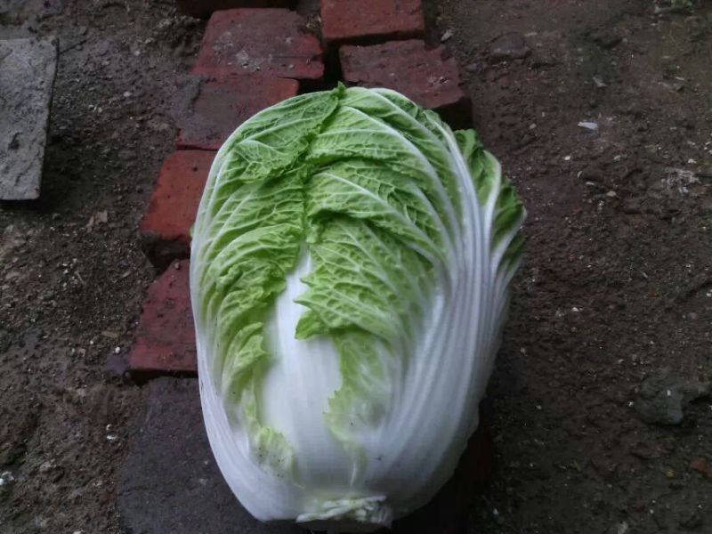 大白菜