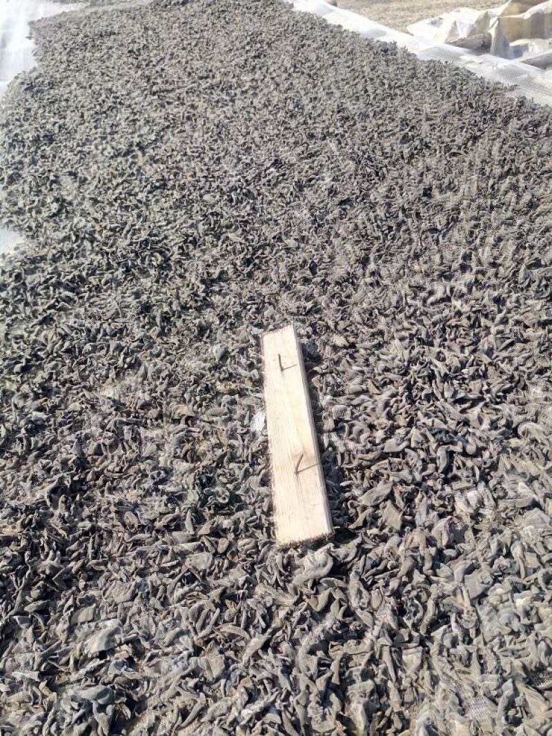 黑山秋耳一级