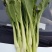 白菜苔30~40厘米