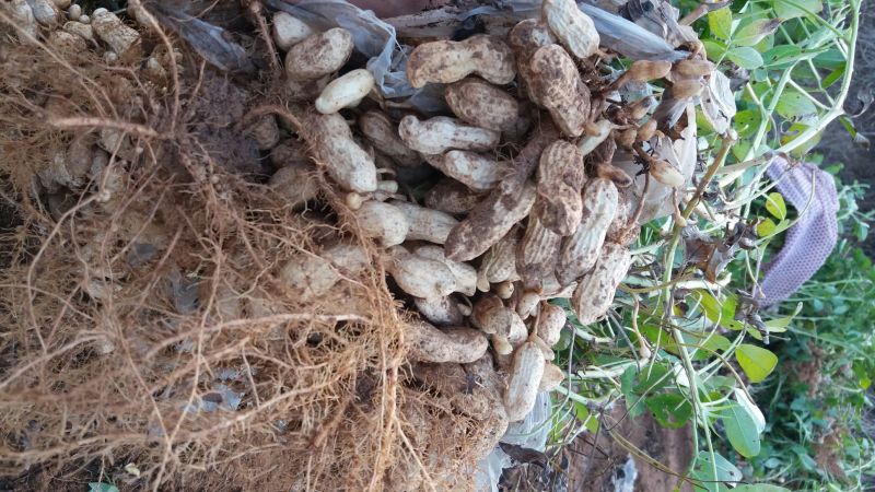 黑花生干货带壳