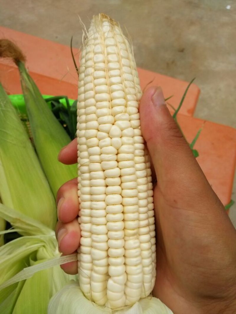 甜玉米