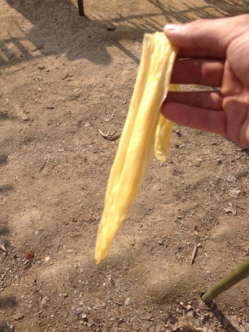 腐竹