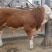西门塔尔牛犊100~200kg