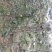 梨树苗150~200cm1~4cm