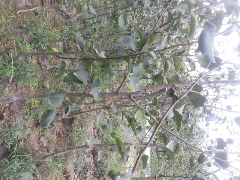 梨树苗150~200cm1~4cm