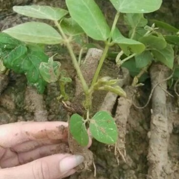 葛根种苗（正宗无渣粉葛苗，免费提供优质贴心的育苗种植技）