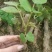 葛根种苗（正宗无渣粉葛苗，免费提供优质贴心的育苗种植技）