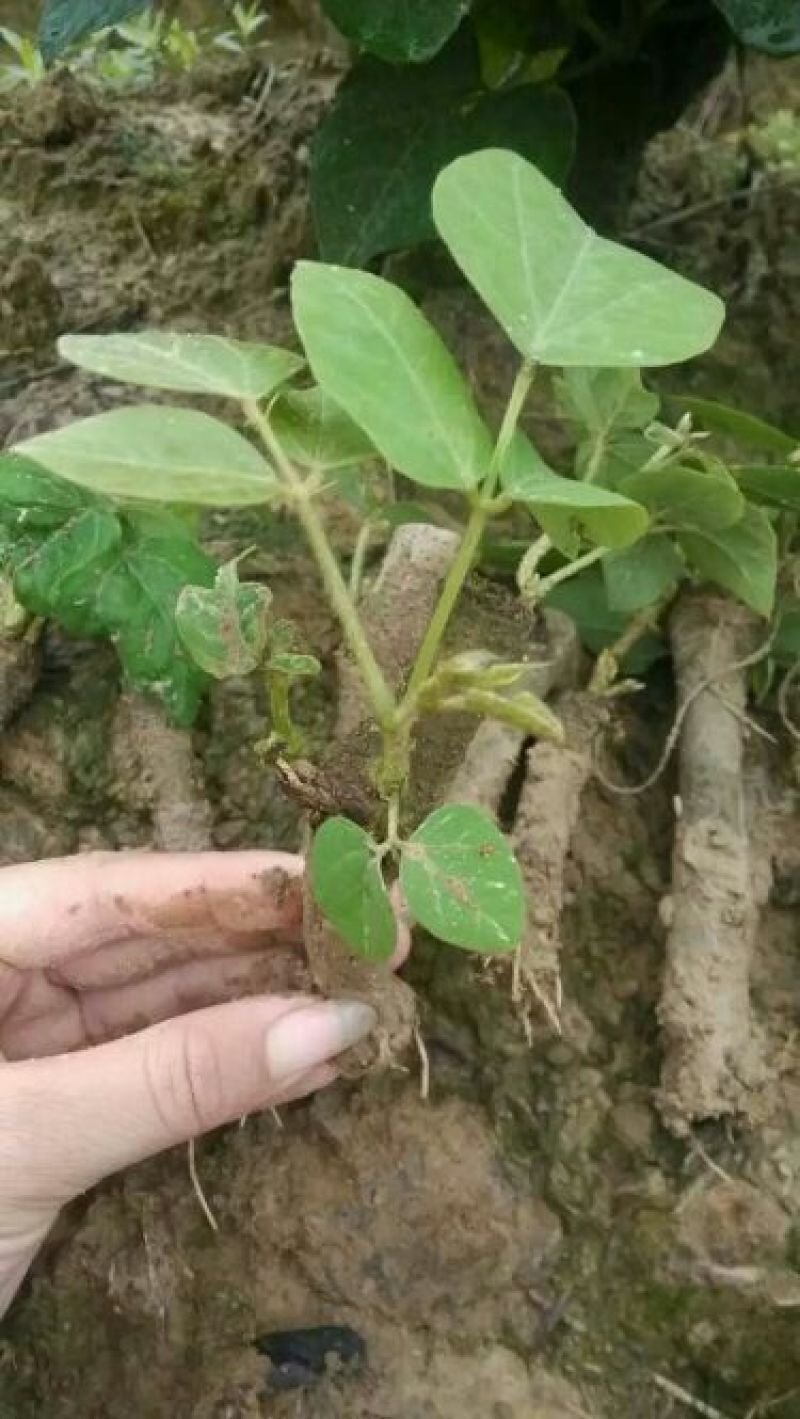 葛根种苗（正宗无渣粉葛苗，免费提供优质贴心的育苗种植技）