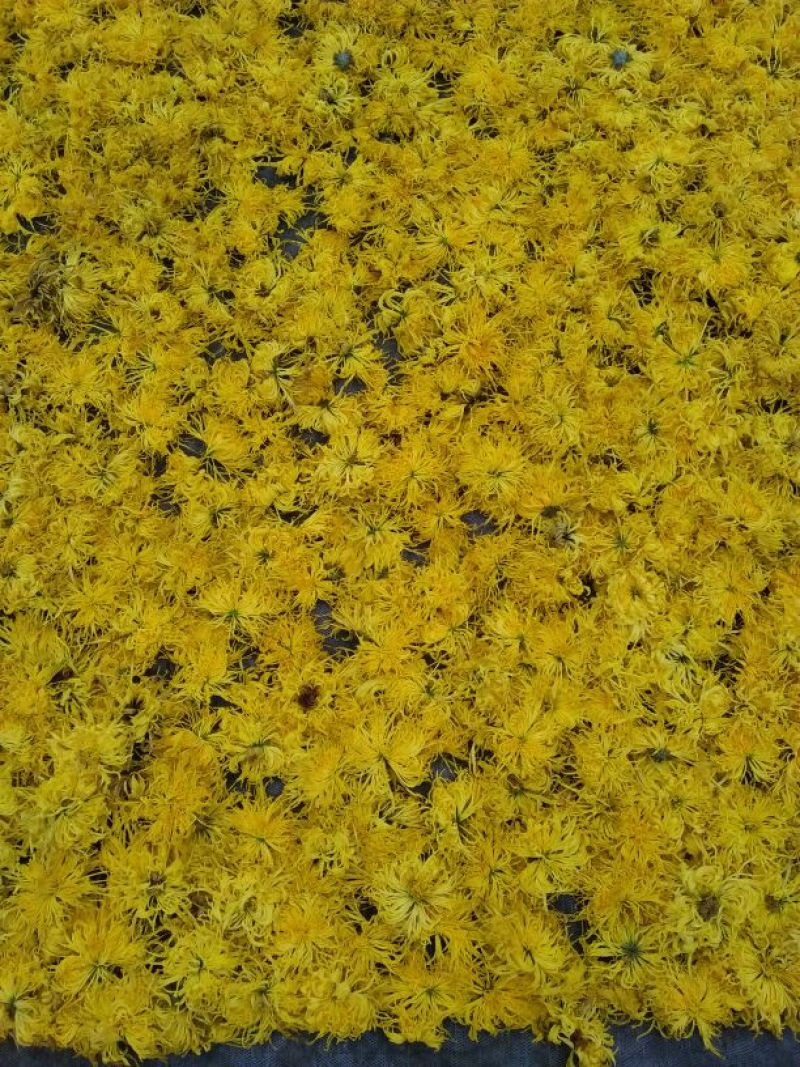 菊花茶开花