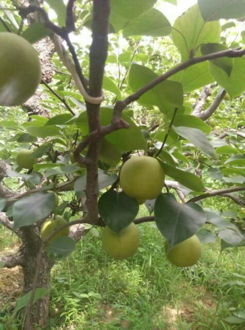 精品皇冠梨，皇冠梨，苹果梨，大吨位供应，代收代发全国