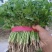 大叶香菜铁杆香菜25~30厘米