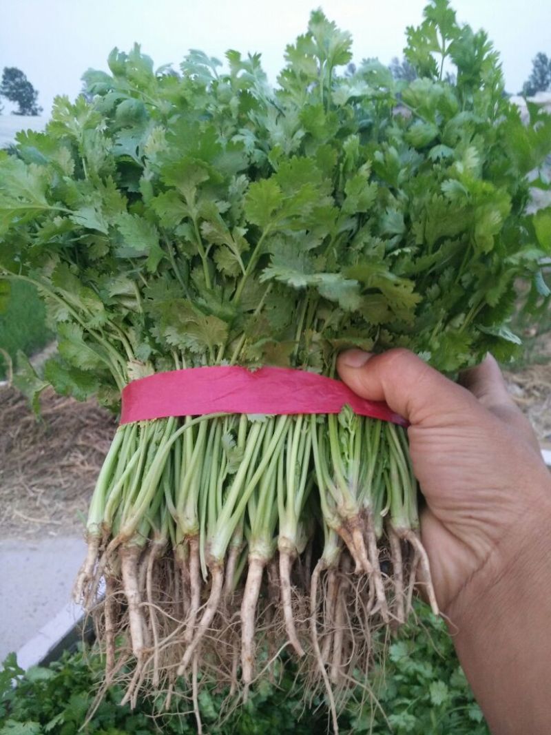 大叶香菜铁杆香菜25~30厘米