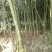 竹子9~10m