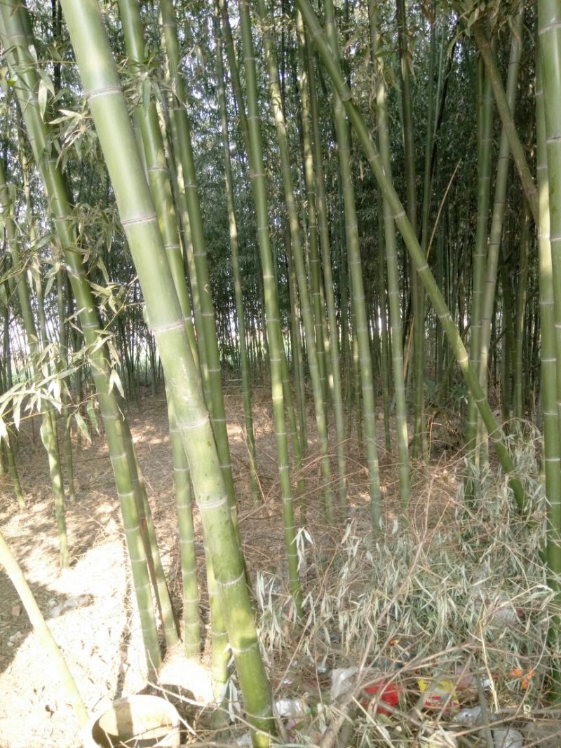 竹子9~10m