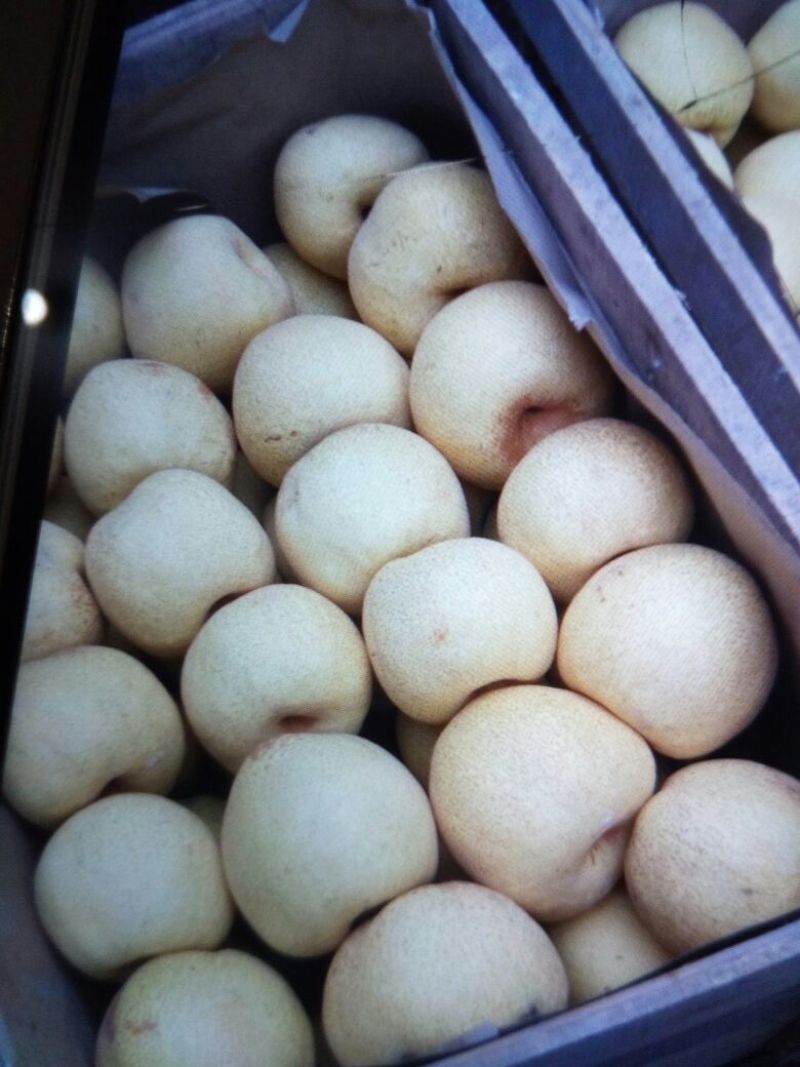 砀山梨250~300g光果