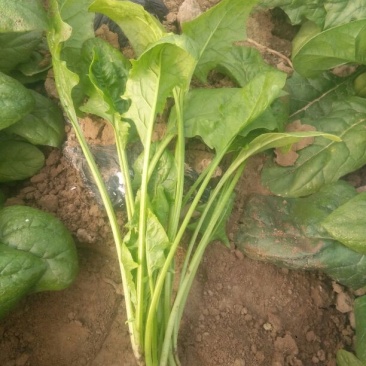 大叶菠菜25~30厘米