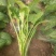 大叶菠菜25~30厘米