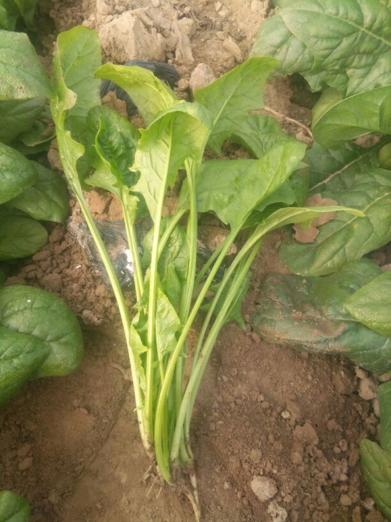 大叶菠菜25~30厘米