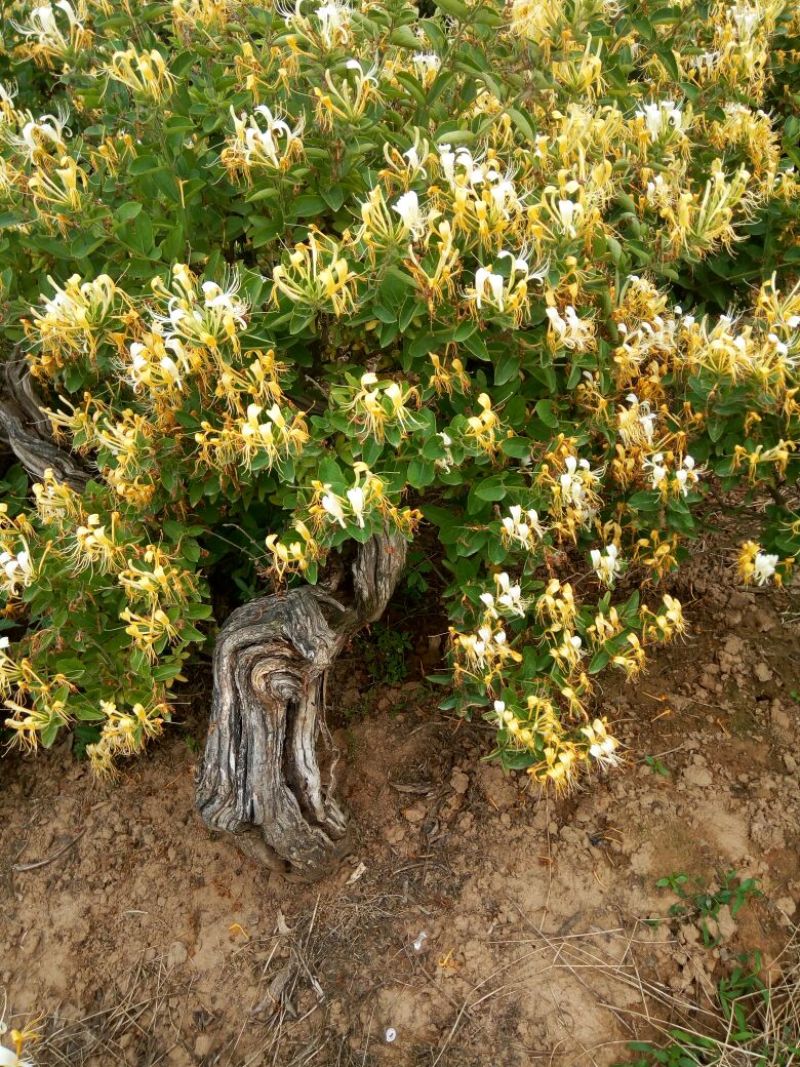 金银花1米以下