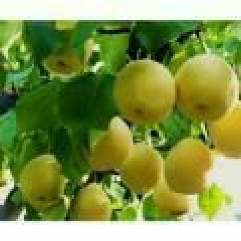 皇冠梨250~300g纸加膜