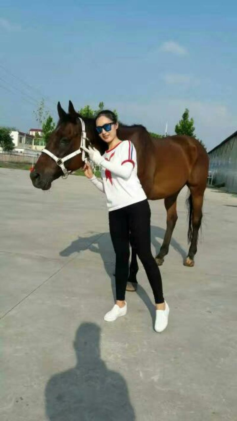 伊犁马300~400kg
